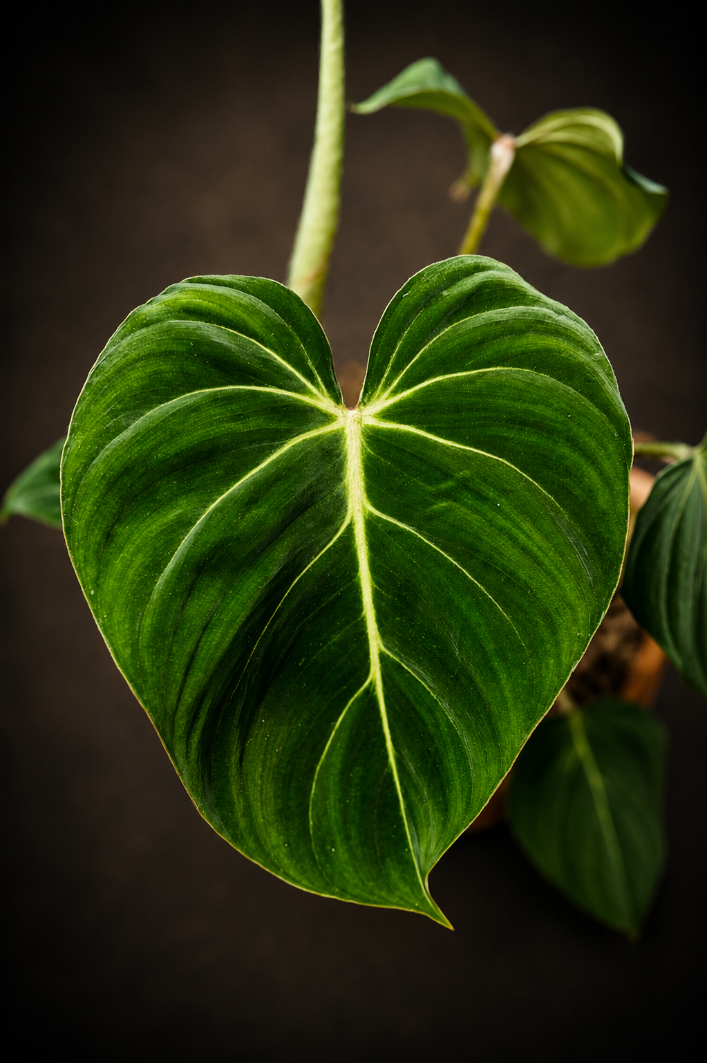 Philodendron Gloriosum