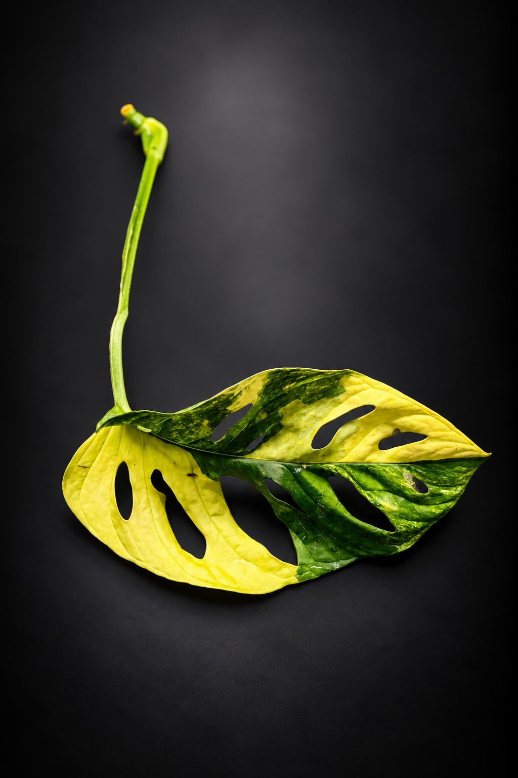 Monstera Adansonii Aurea Variegata - Side stikling