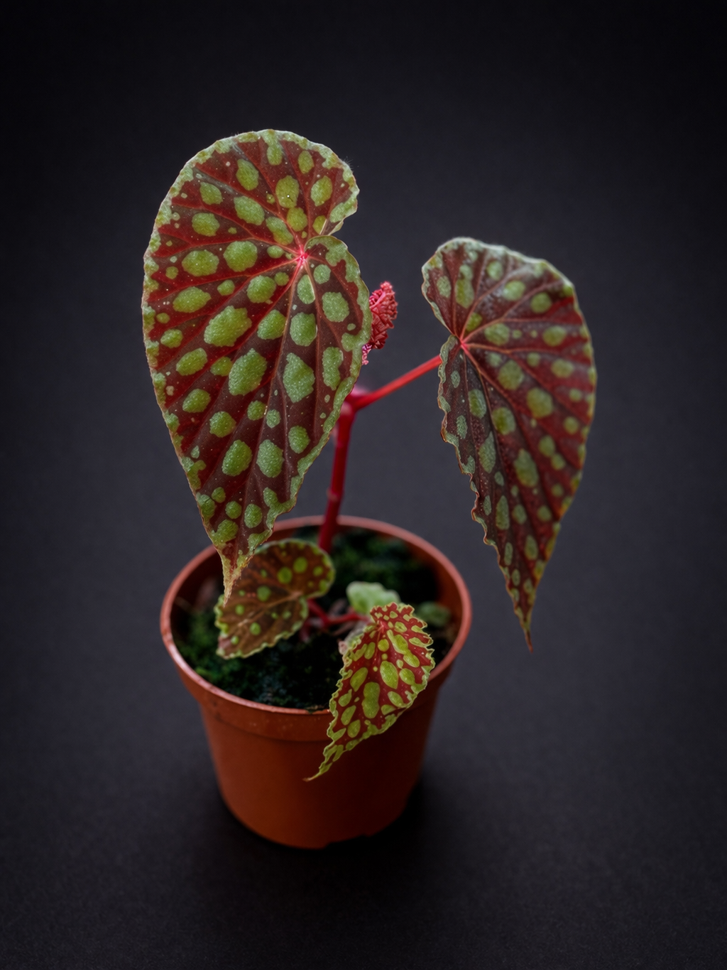 Begonia Chlorosticta