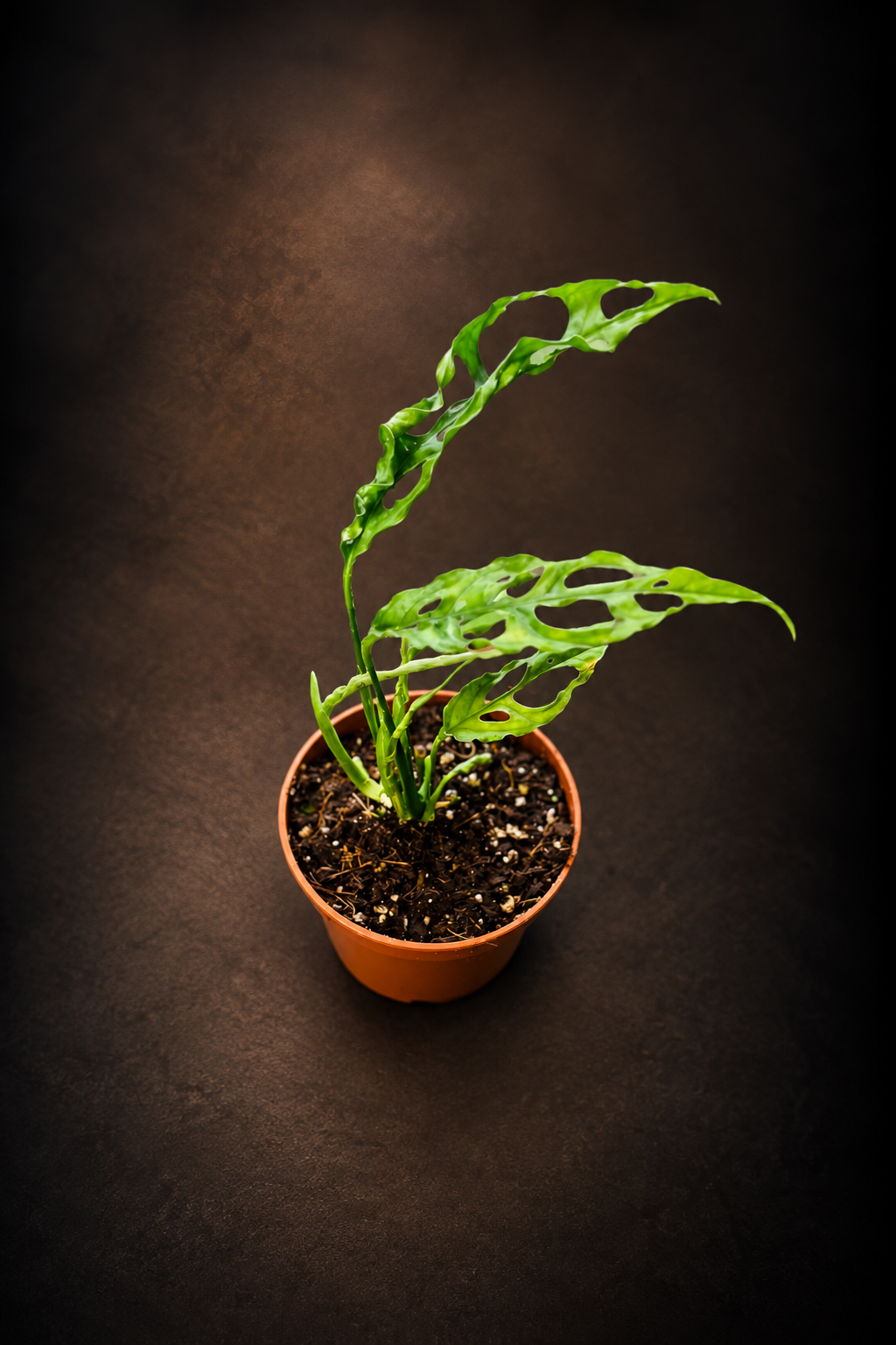 Monstera Obliqua Peru