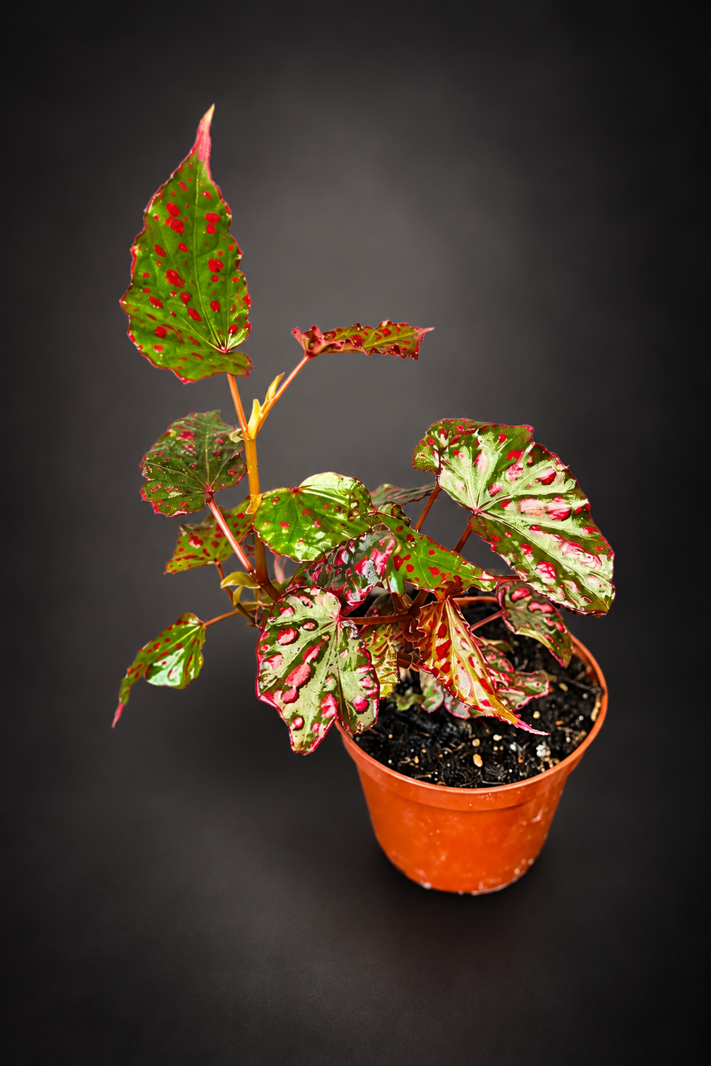 Begonia Pink Lady