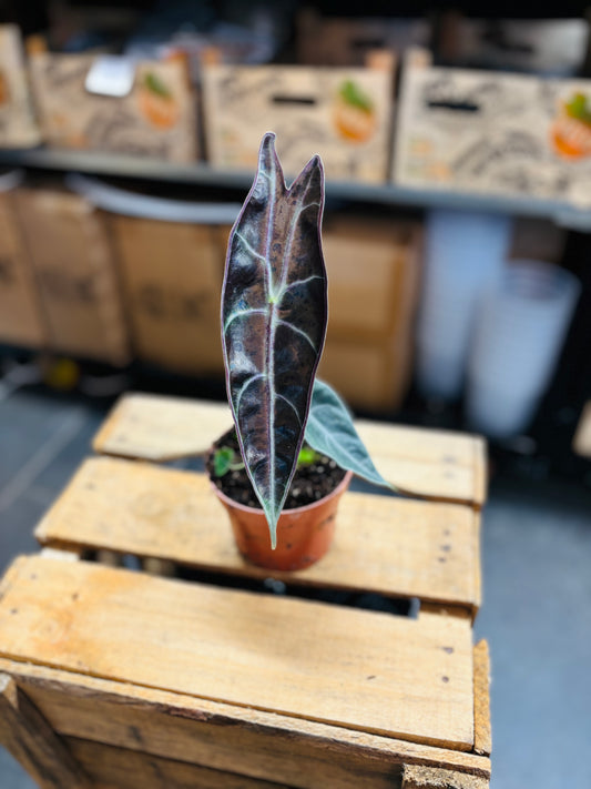 Alocasia Longiloba Purple