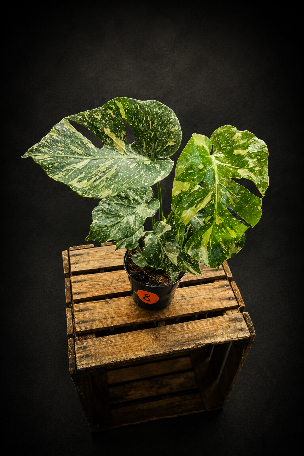 Monstera Thai Constellation - 8