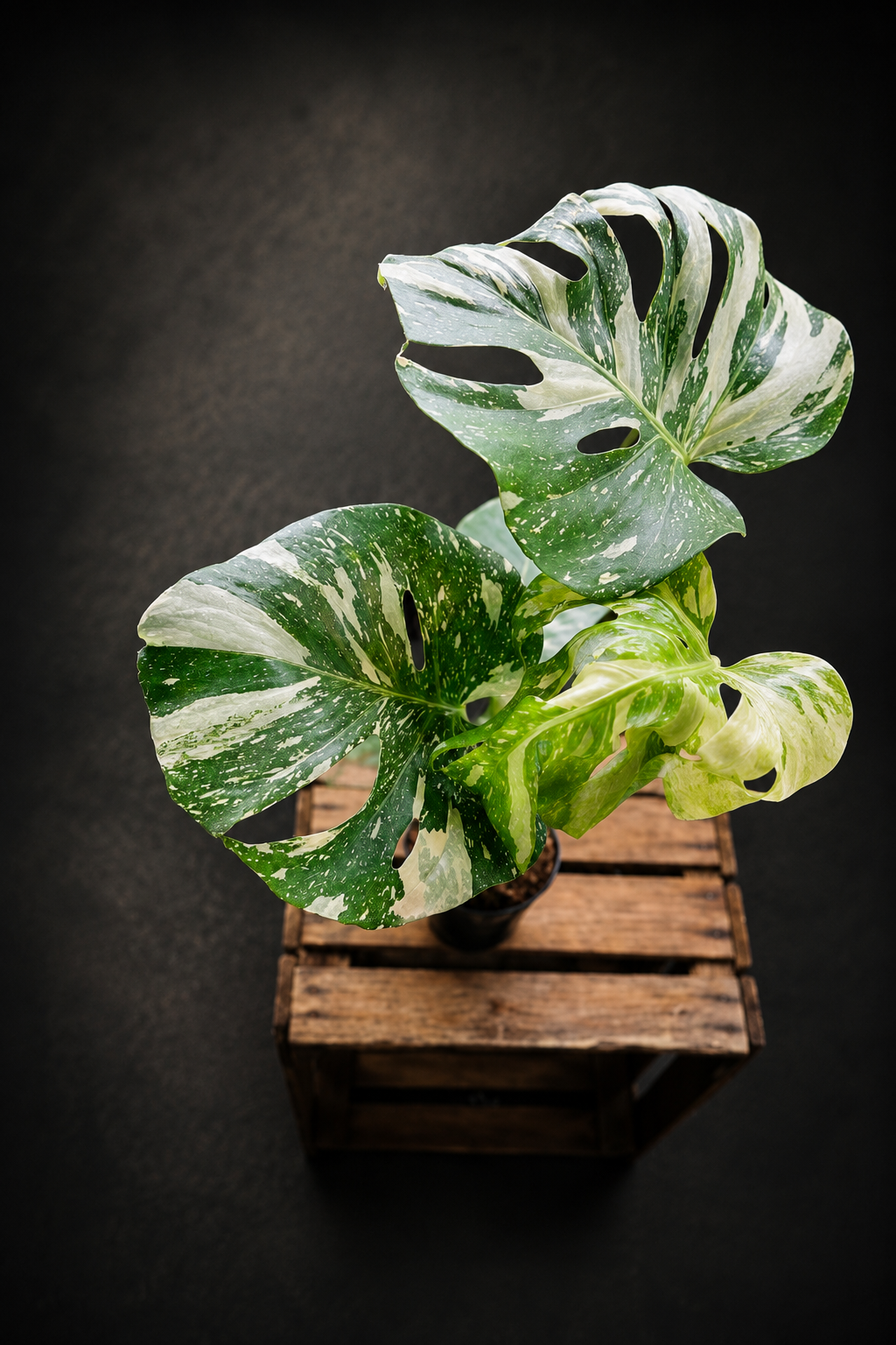 Monstera Thai Constellation - 5
