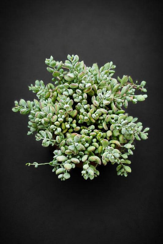 Cotyledon Pendens