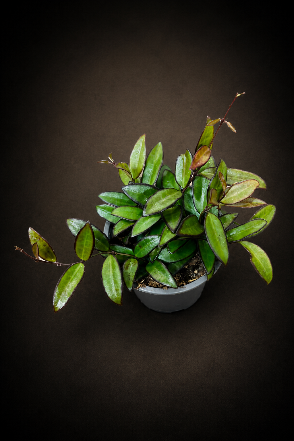 Hoya Rosita