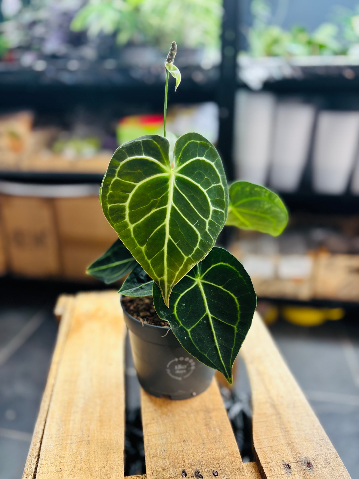 Anthurium Clarinervium