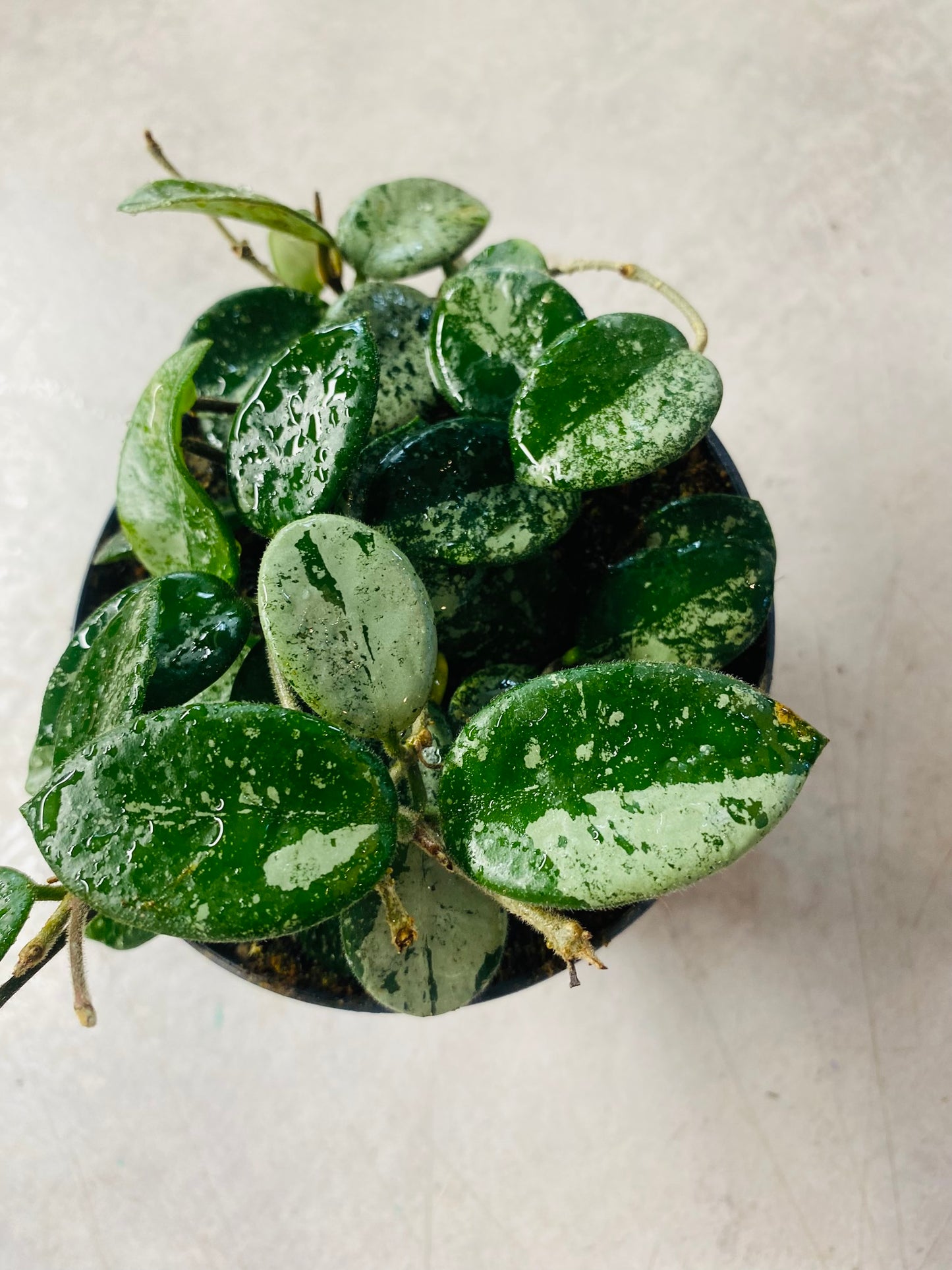 Hoya Mathilde Splash