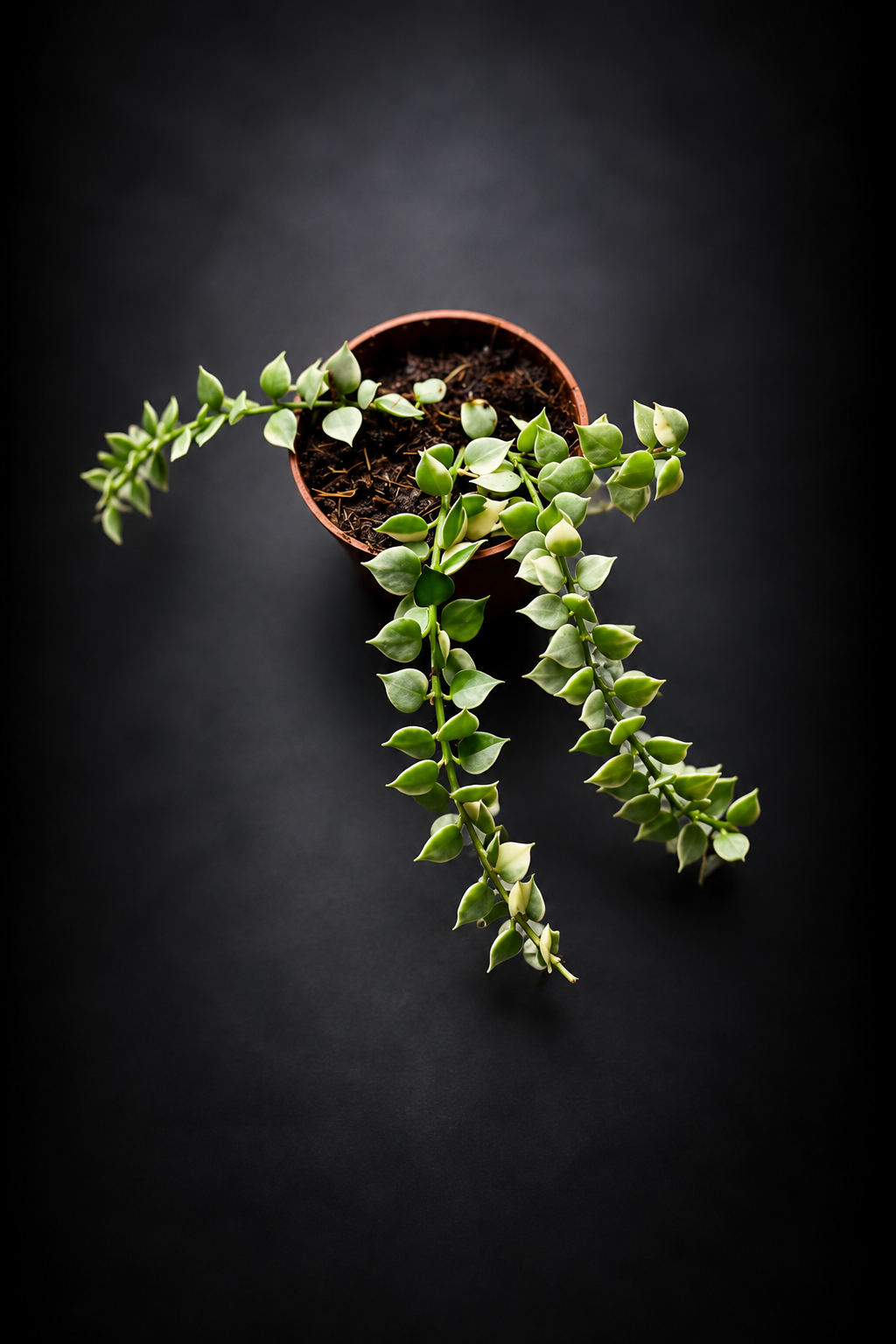Dischidia Nummeraria Ruscofolia Variegata
