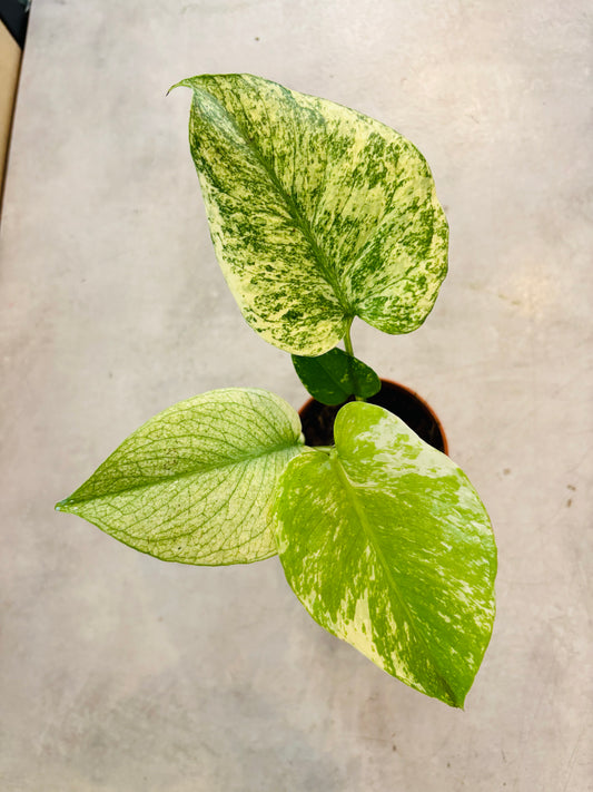 Monstera Mint - 3