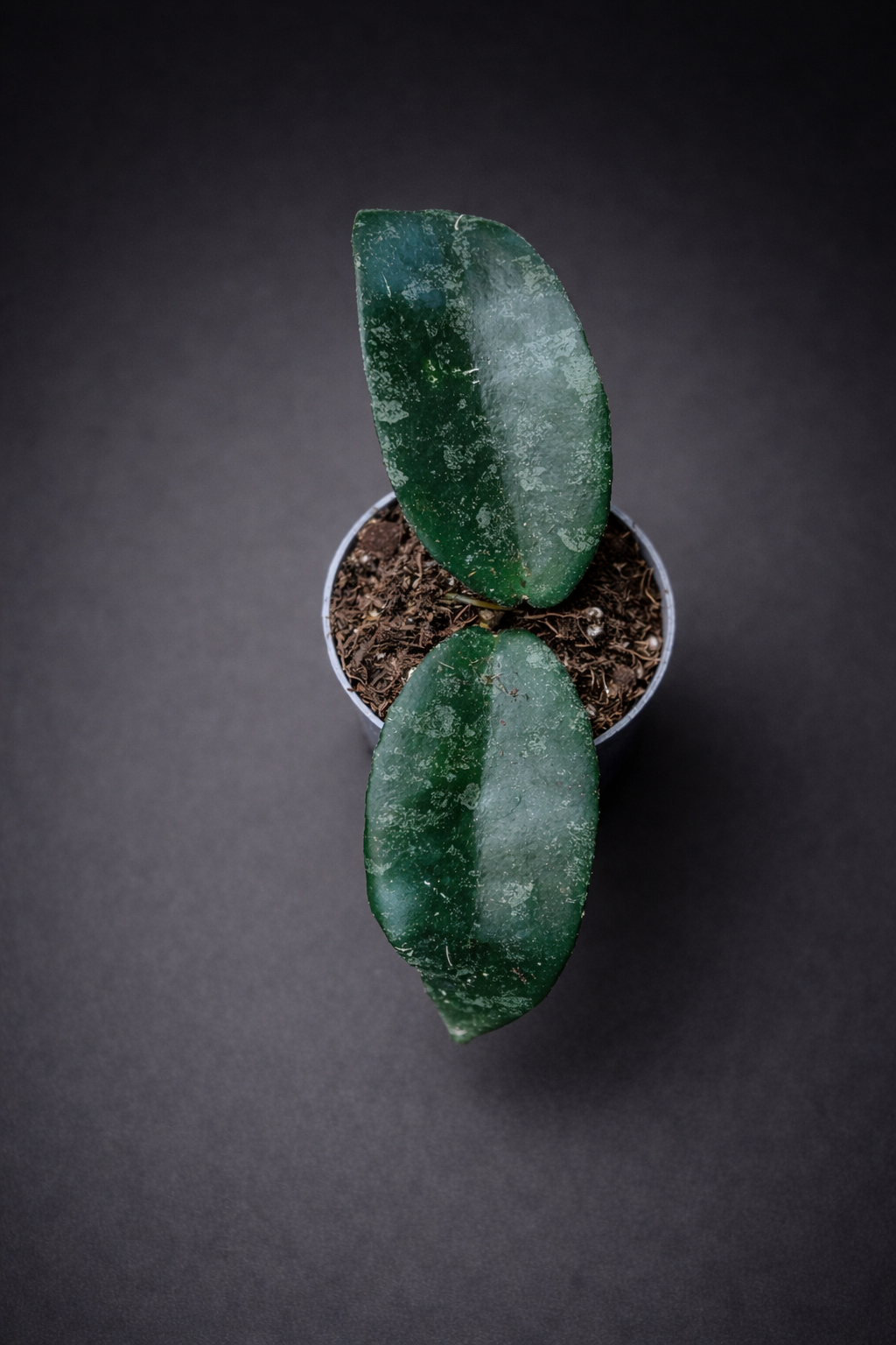 Hoya Caudata