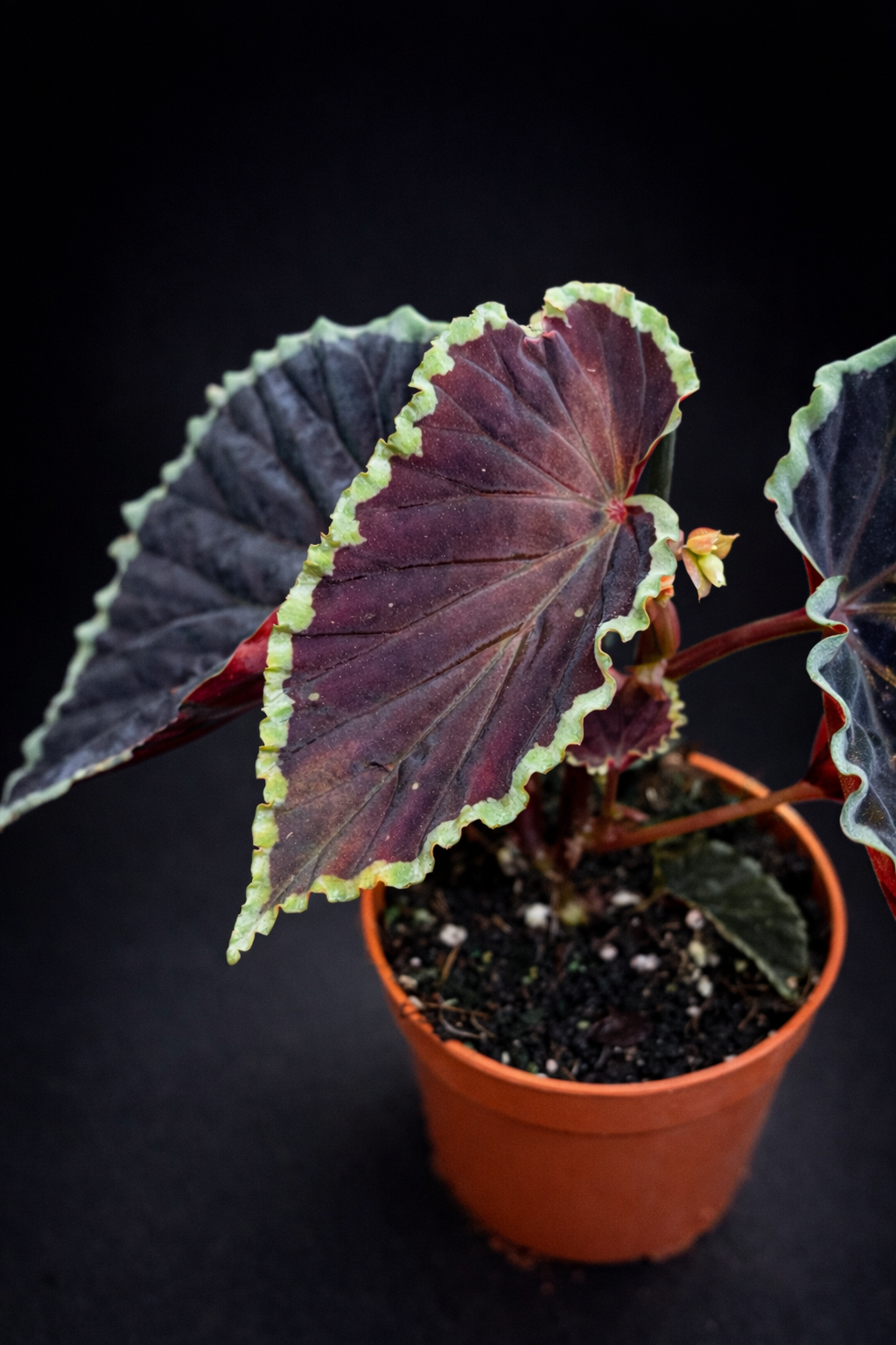 Begonia Darthvaderiana