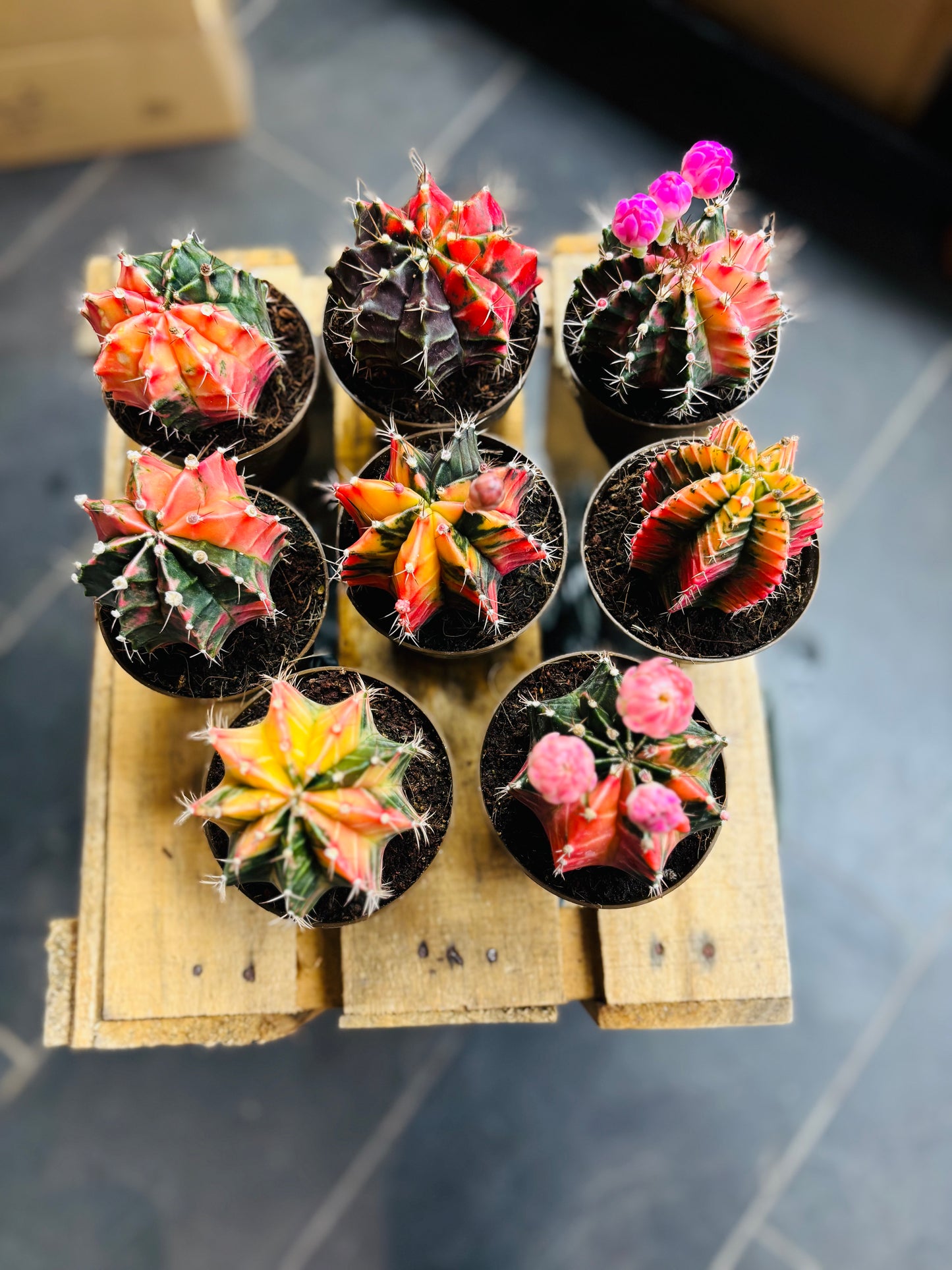 Gymnocalycium Mihanovichii Variegata