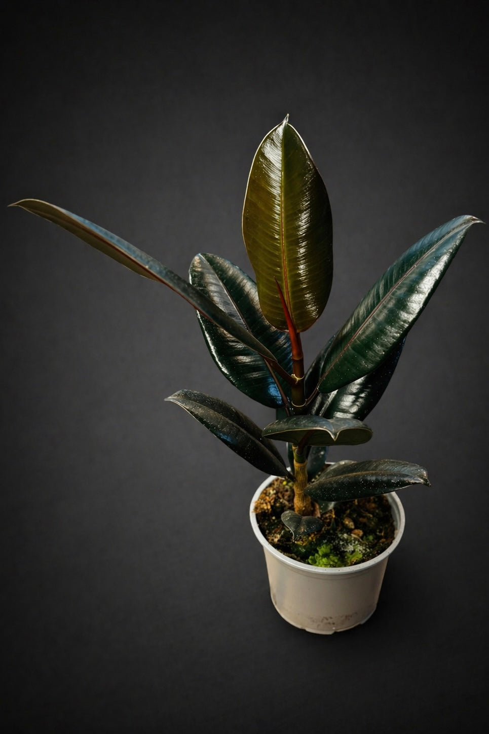 Ficus Elastica Abidjan