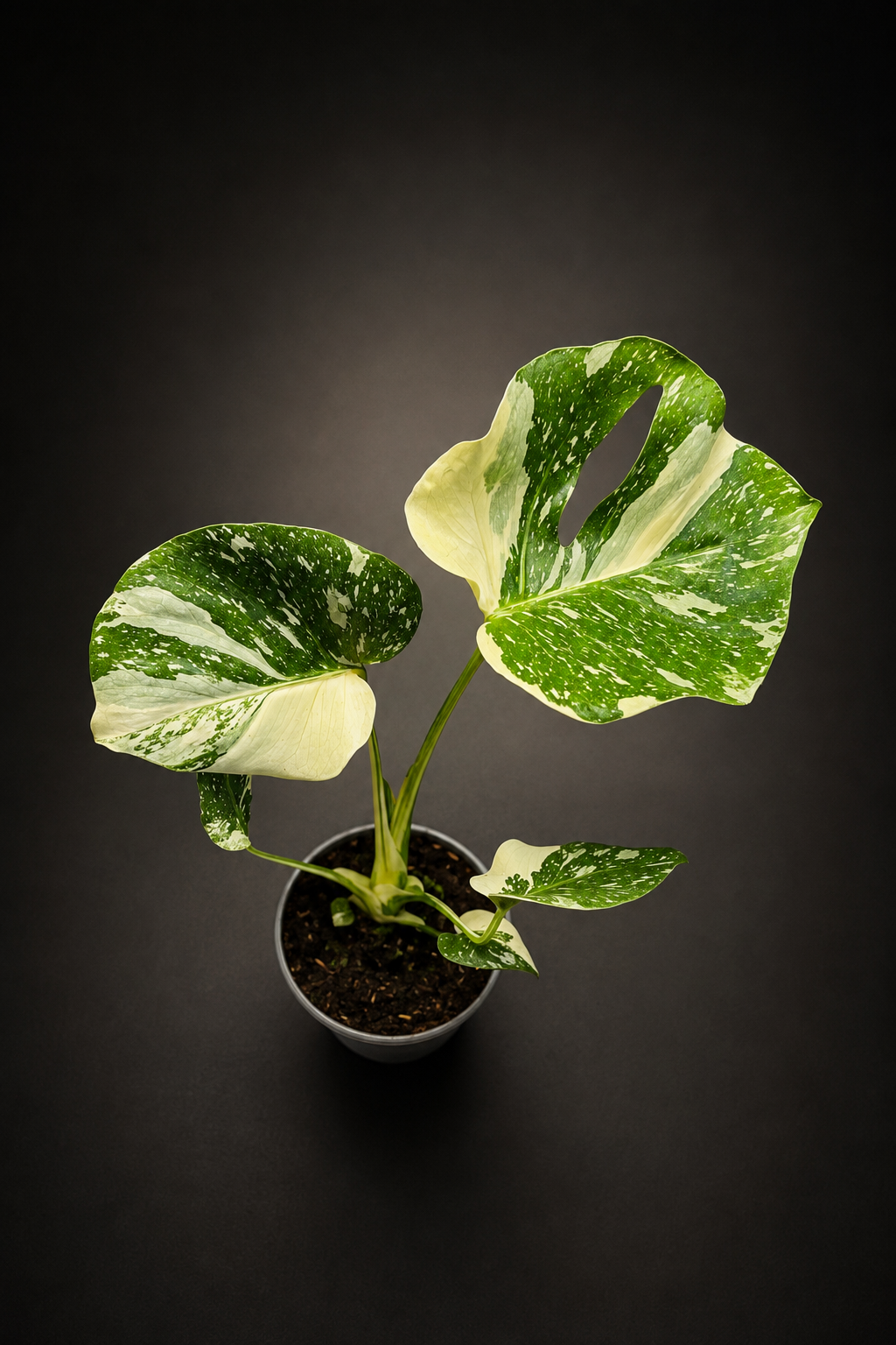 Monstera Thai Constellation - Liten