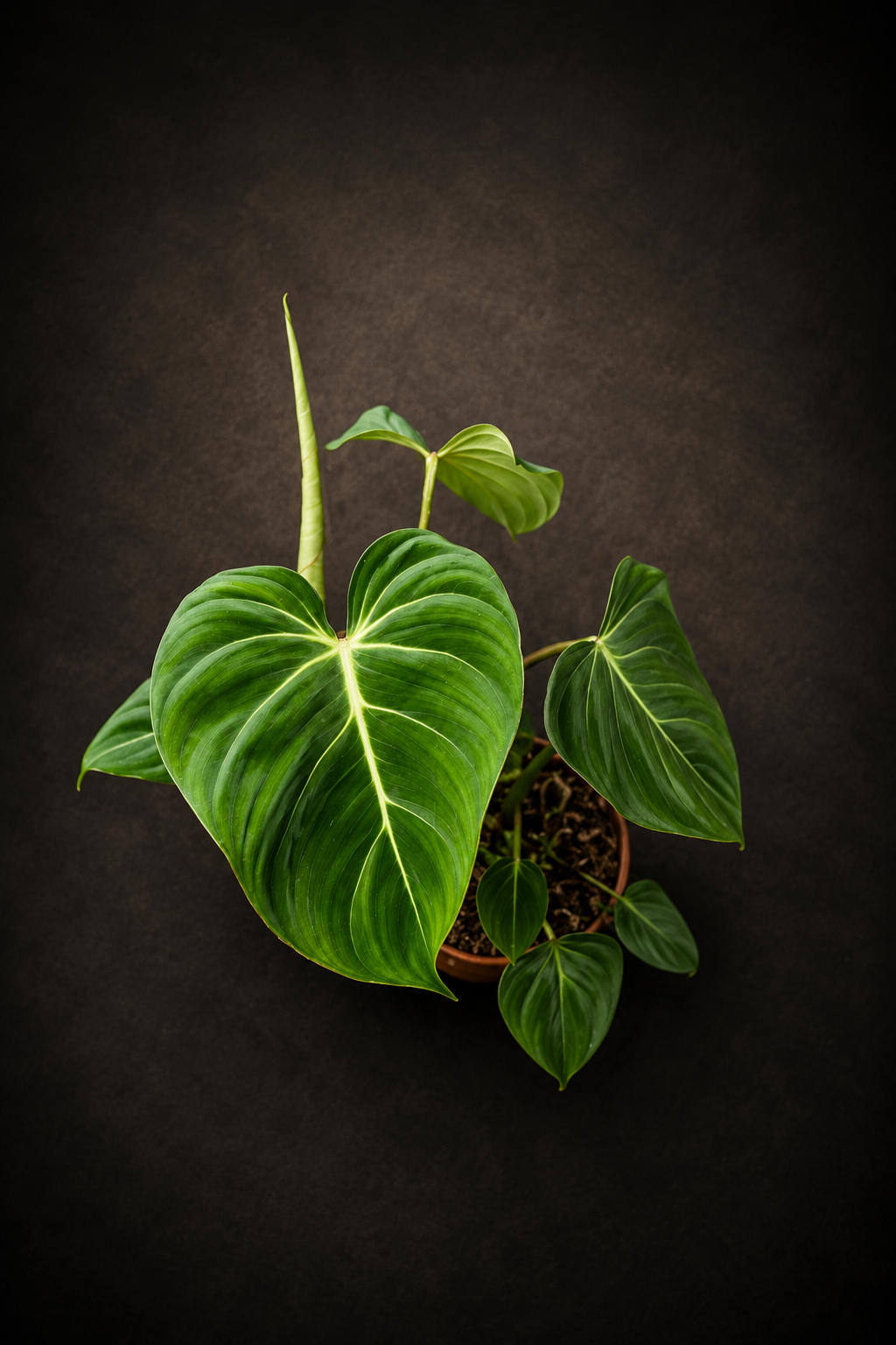 Philodendron Gloriosum
