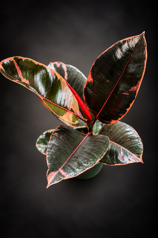 Ficus Elastica Ruby