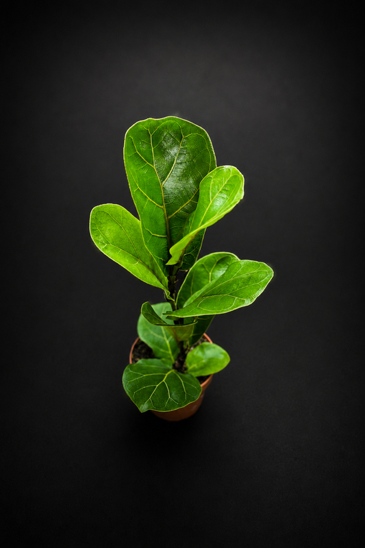Ficus Lyrata Bambino