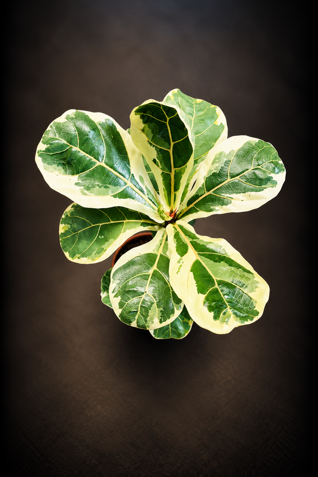 Ficus Lyrata Variegata - 10,5 cm potte