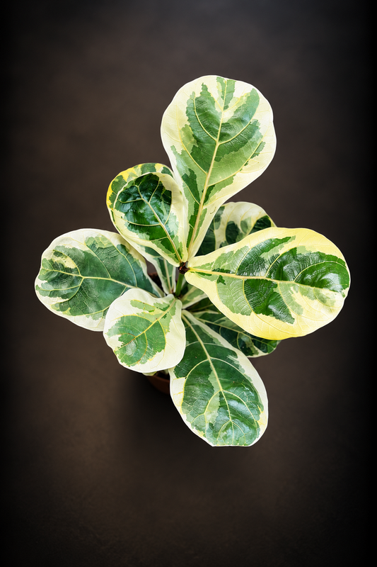 Ficus Lyrata Variegata - 10,5 cm potte