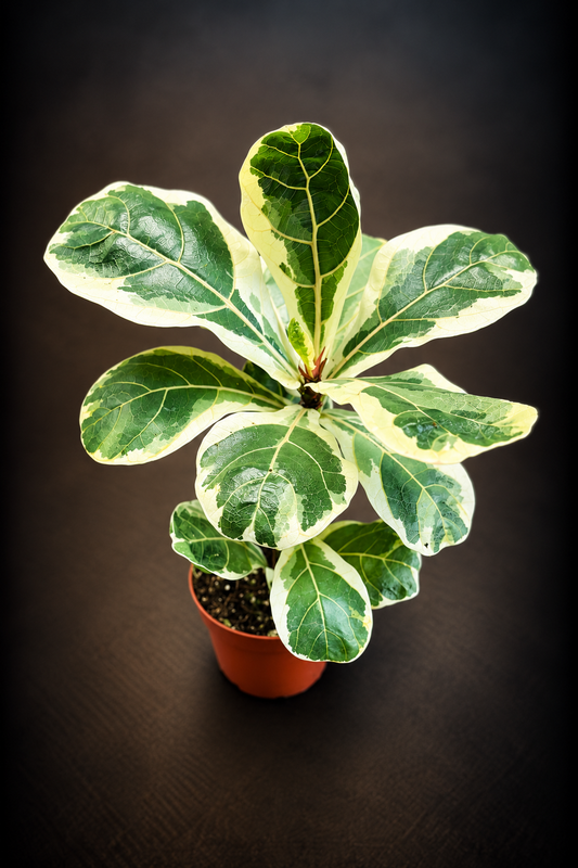 Ficus Lyrata Variegata - 10,5 cm potte