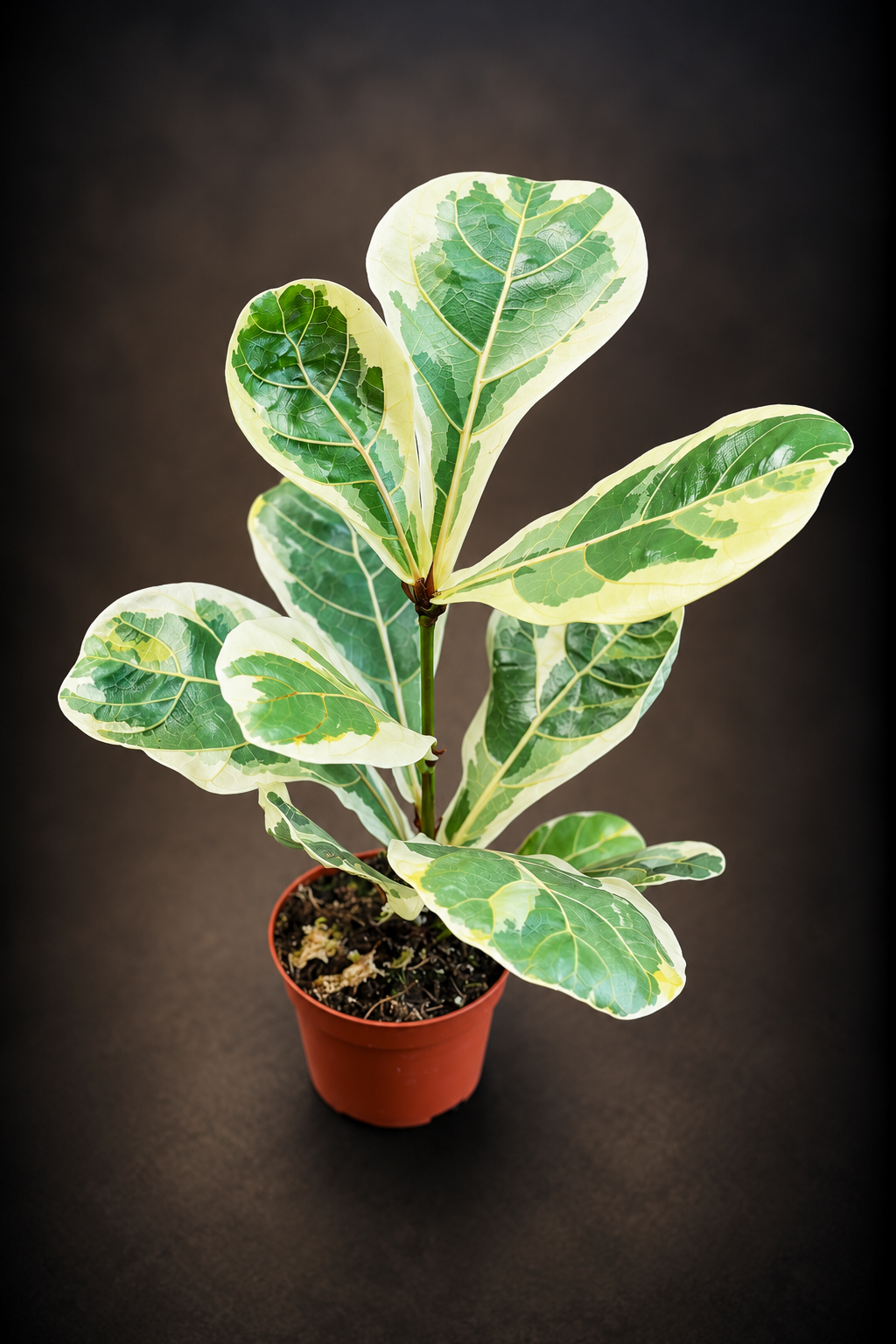 Ficus Lyrata Variegata - 10,5 cm potte