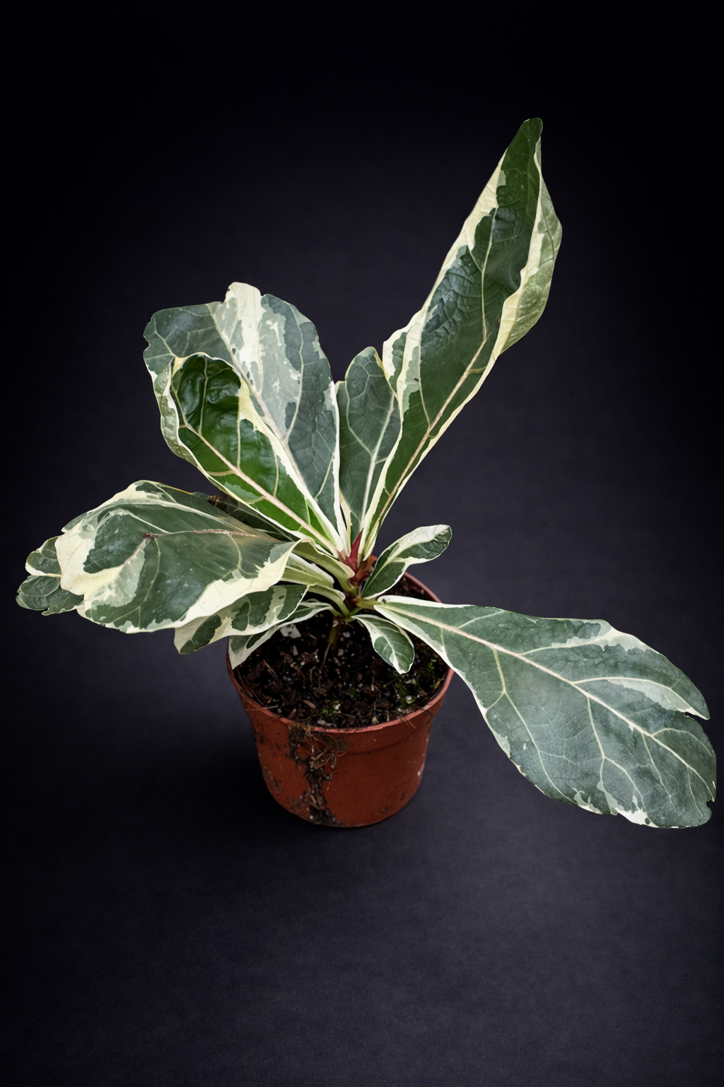Ficus Lyrata Variegata