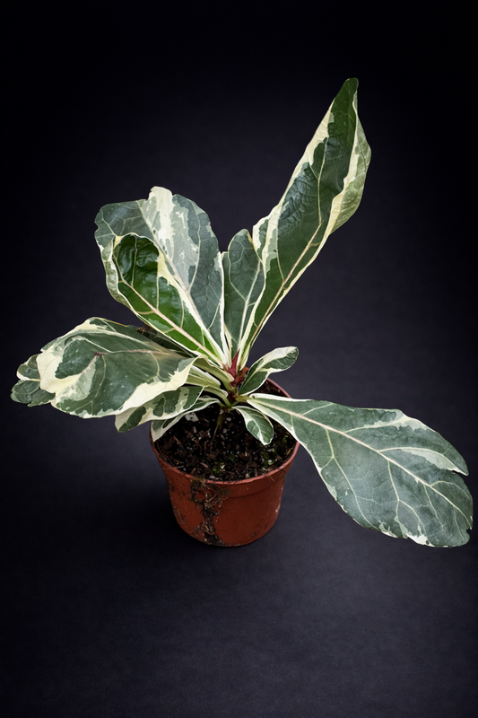 Ficus Lyrata Variegata