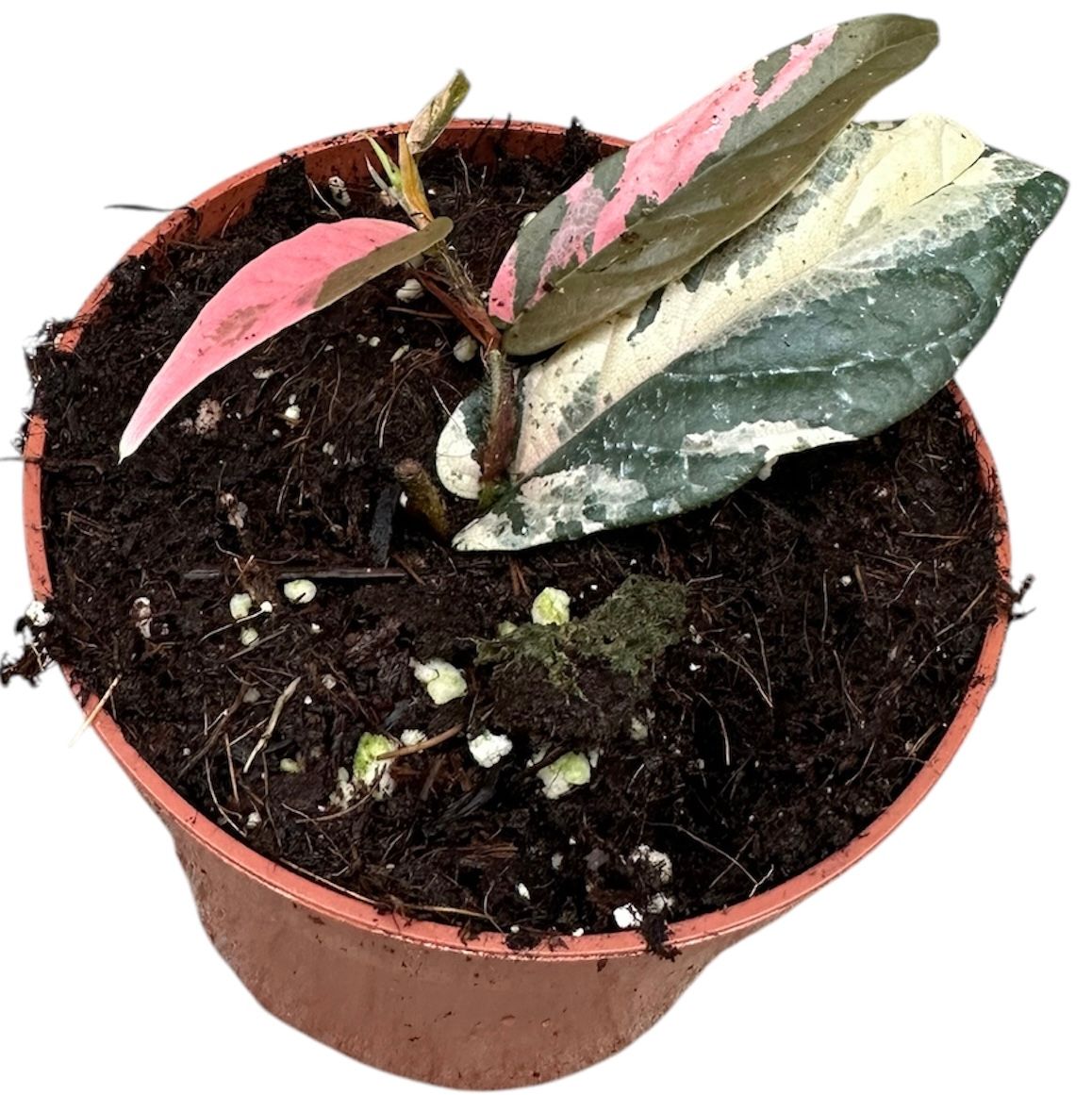 Ficus Sagittata Variegata Pink