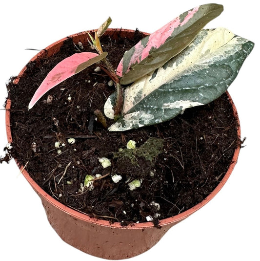 Ficus Sagittata Variegata Pink