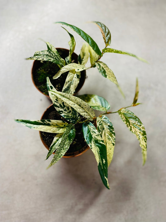 Ficus Sagittata Variegata Pink - 10,5 cm potte
