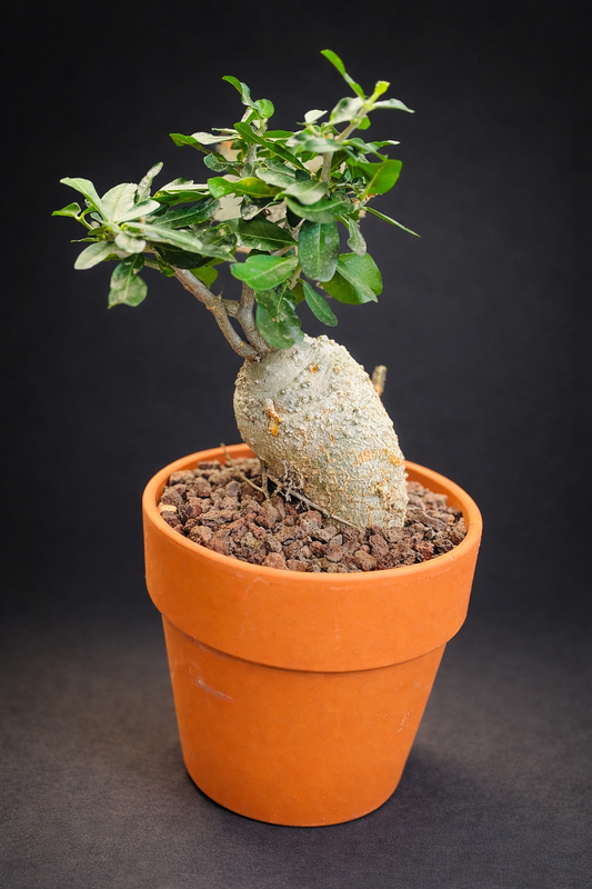 Fockea Edulis - 2