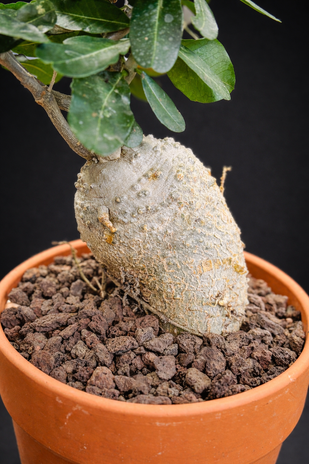Fockea Edulis - 2