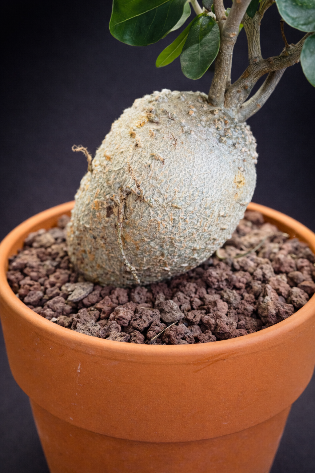 Fockea Edulis - 2