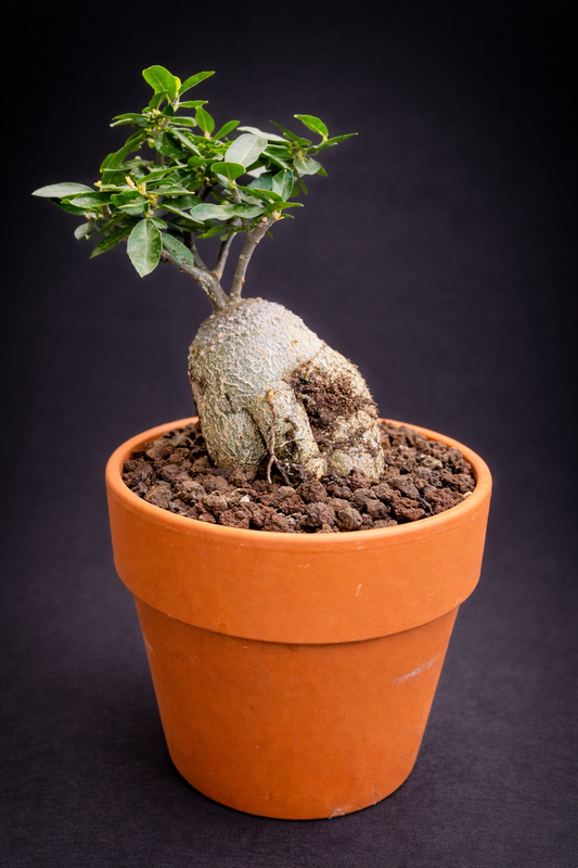 Fockea Edulis - 3