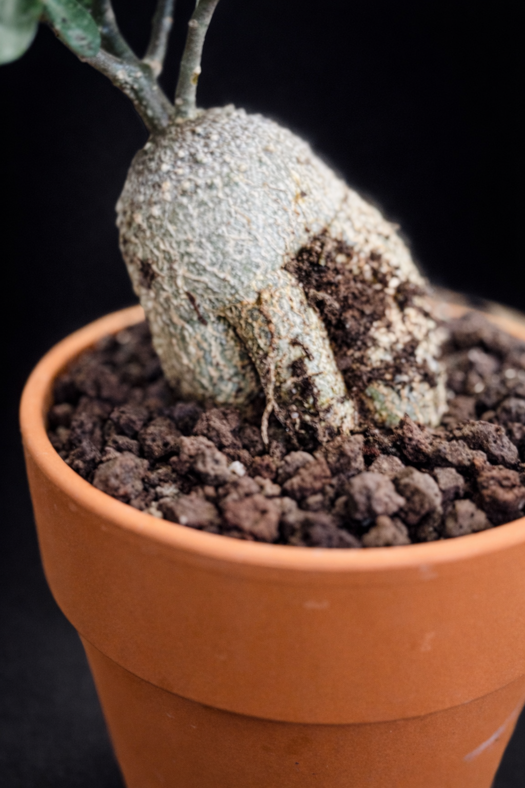 Fockea Edulis - 3