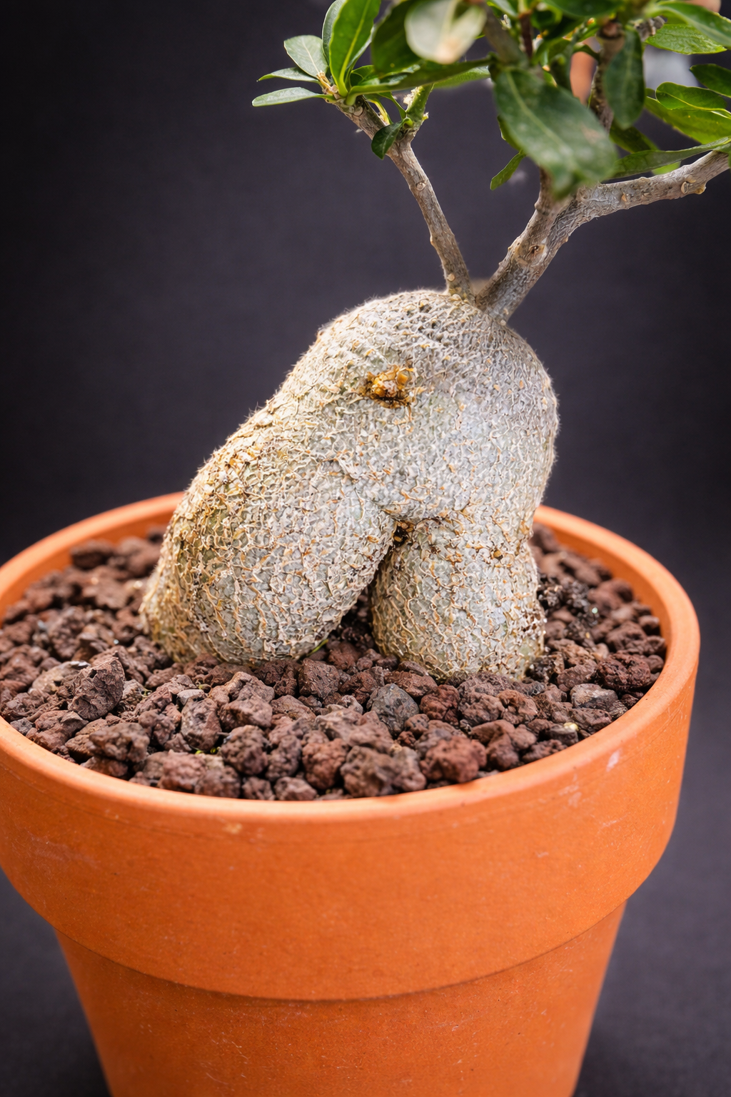 Fockea Edulis - 3