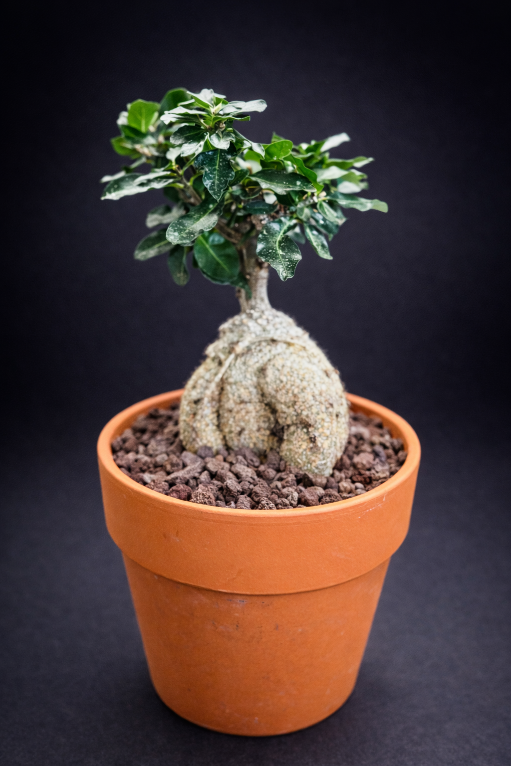 Fockea Edulis - 4