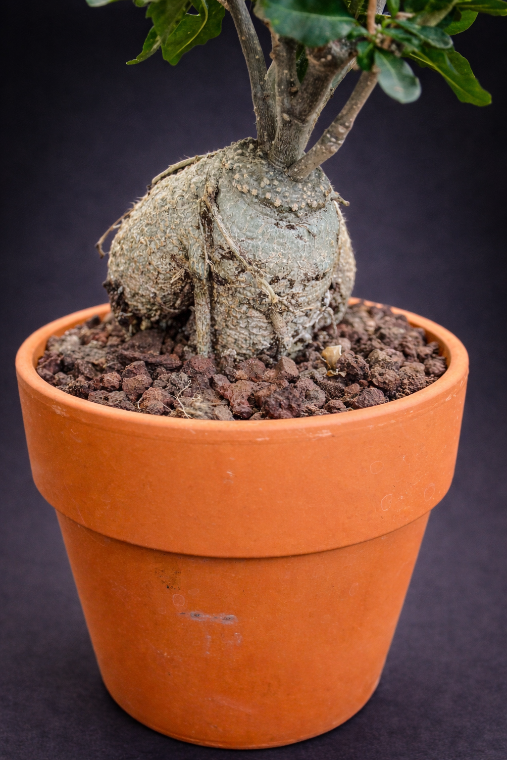 Fockea Edulis - 4