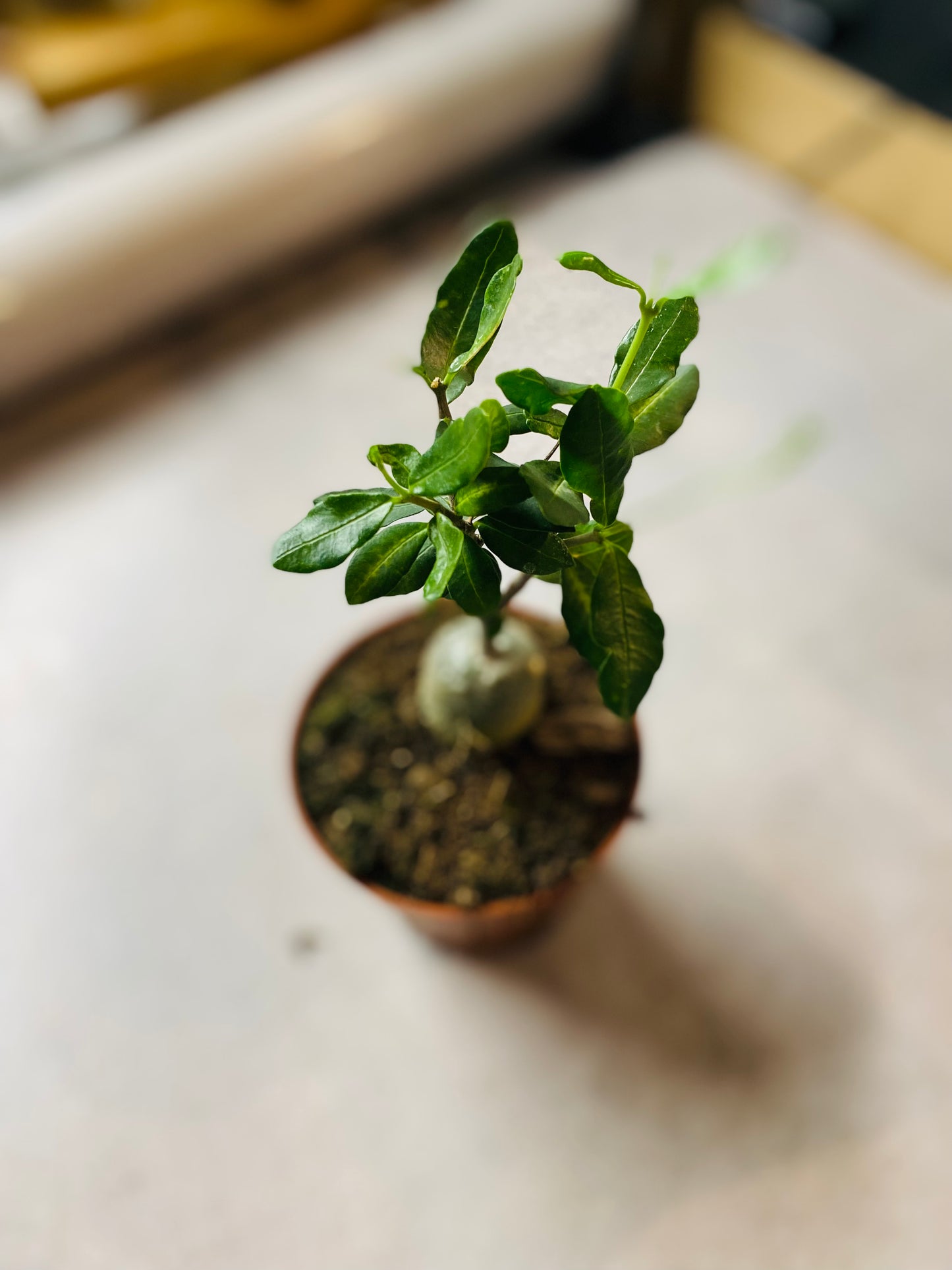 Fockea Edulis
