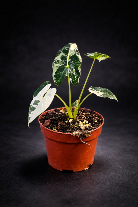 Alocasia Micholitziana "Green Velvet" Variegata - Frydek Variegata