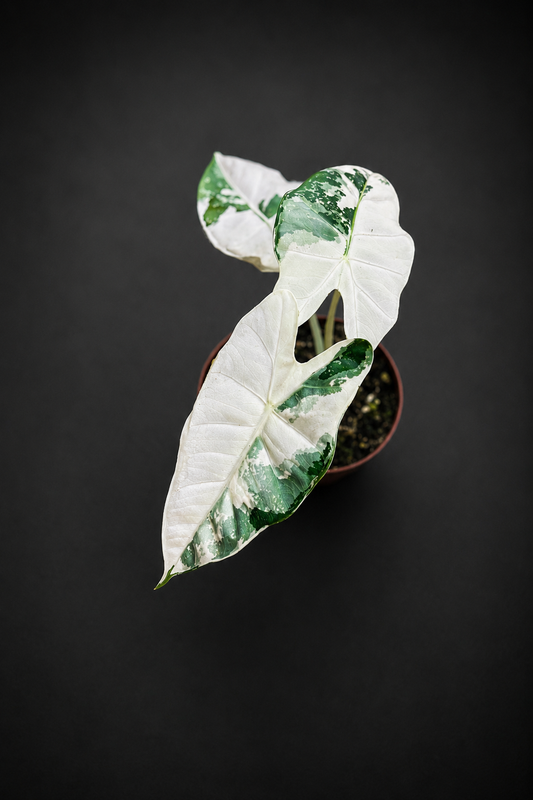 Alocasia Micholitziana "Green Velvet" Variegata - Frydek Variegata