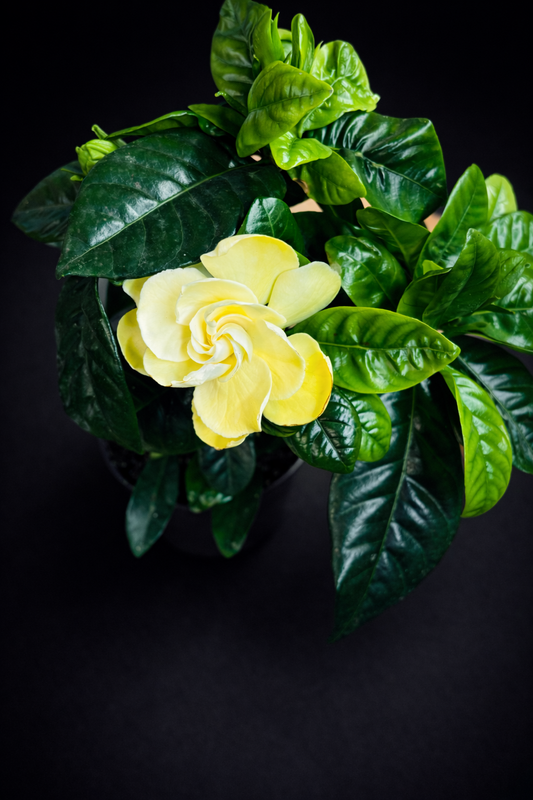 Gardenia Jasminoides
