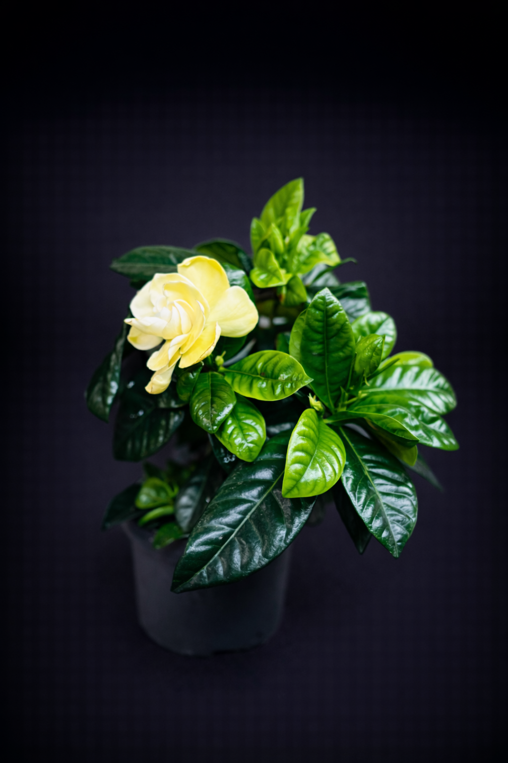 Gardenia Jasminoides