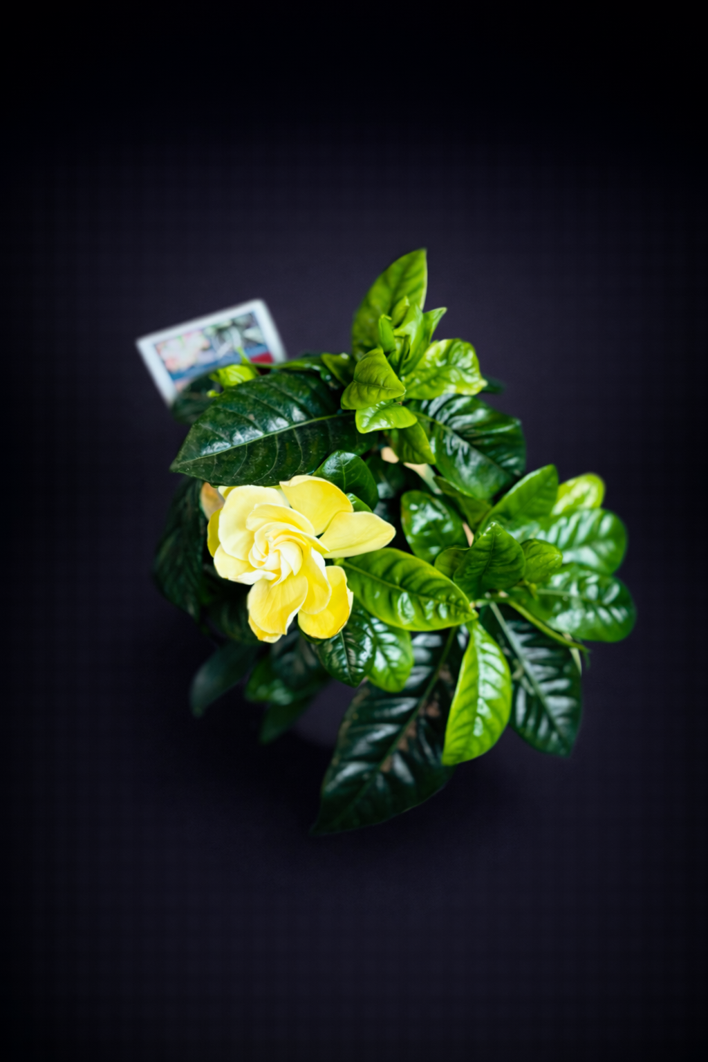 Gardenia Jasminoides