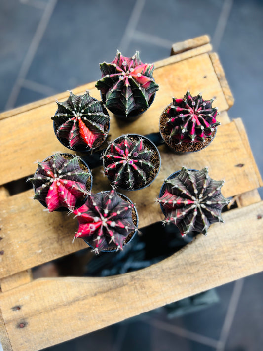 Gymnocalycium Mihanovichii Variegata - Mørkrosa/Lilla