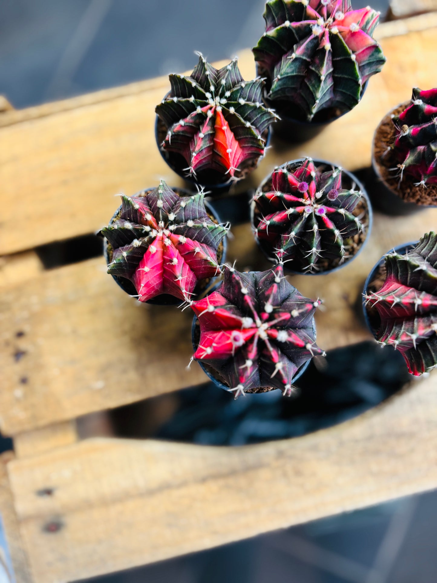 Gymnocalycium Mihanovichii Variegata - Mørkrosa/Lilla