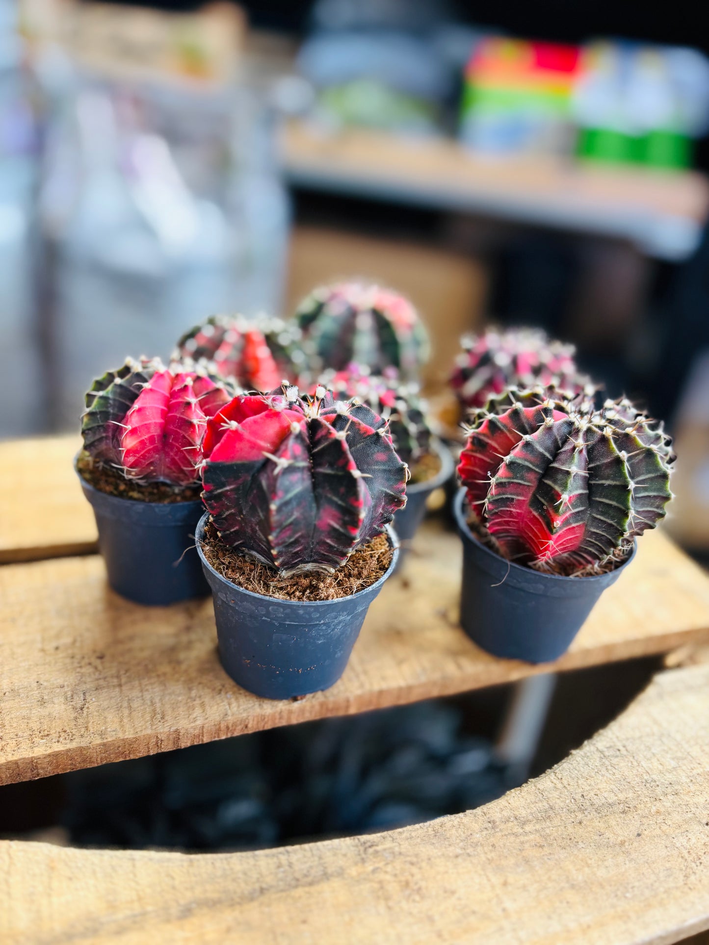 Gymnocalycium Mihanovichii Variegata - Mørkrosa/Lilla