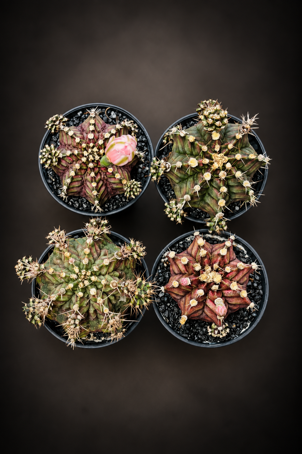 Gymnocalycium T-Rex