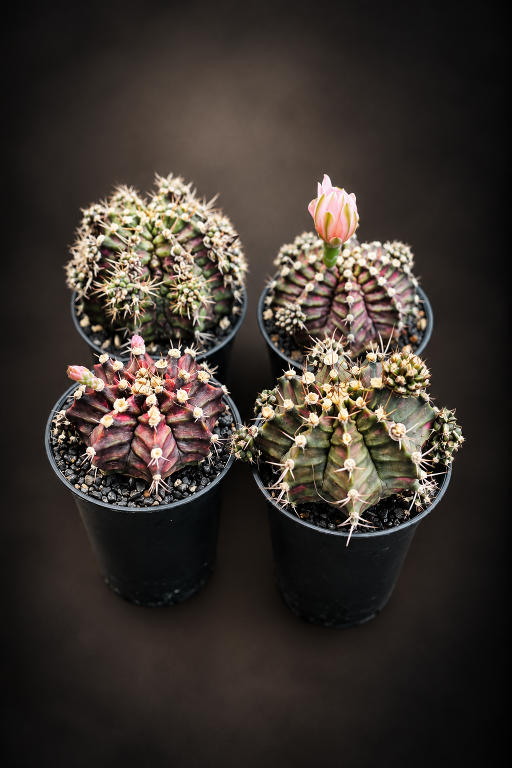 Gymnocalycium T-Rex